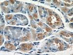 GDAP2 Antibody in Immunohistochemistry (Paraffin) (IHC (P))