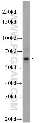 GDAP2 Antibody in Western Blot (WB)
