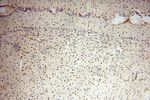 BBX Antibody in Immunohistochemistry (Paraffin) (IHC (P))