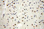 BBX Antibody in Immunohistochemistry (Paraffin) (IHC (P))