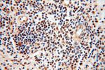 BBX Antibody in Immunohistochemistry (Paraffin) (IHC (P))