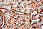 HLA class I (HLA-B) Antibody in Immunohistochemistry (Paraffin) (IHC (P))
