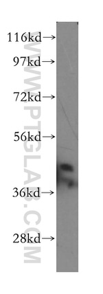 NDEL1 Antibody in Western Blot (WB)
