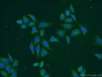 TEX11 Antibody in Immunocytochemistry (ICC/IF)