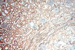 TEX11 Antibody in Immunohistochemistry (Paraffin) (IHC (P))