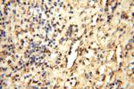 TEX11 Antibody in Immunohistochemistry (Paraffin) (IHC (P))
