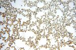 TEX11 Antibody in Immunohistochemistry (Paraffin) (IHC (P))
