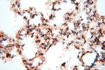 TEX11 Antibody in Immunohistochemistry (Paraffin) (IHC (P))