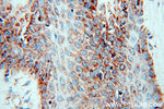 TEX11 Antibody in Immunohistochemistry (Paraffin) (IHC (P))