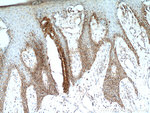 TEX11 Antibody in Immunohistochemistry (Paraffin) (IHC (P))
