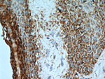 TEX11 Antibody in Immunohistochemistry (Paraffin) (IHC (P))