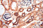 TEX11 Antibody in Immunohistochemistry (Paraffin) (IHC (P))