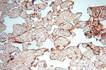 TEX11 Antibody in Immunohistochemistry (Paraffin) (IHC (P))