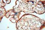 TEX11 Antibody in Immunohistochemistry (Paraffin) (IHC (P))