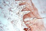 TEX11 Antibody in Immunohistochemistry (Paraffin) (IHC (P))