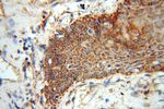 TEX11 Antibody in Immunohistochemistry (Paraffin) (IHC (P))