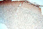TEX11 Antibody in Immunohistochemistry (Paraffin) (IHC (P))