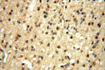 TEX11 Antibody in Immunohistochemistry (Paraffin) (IHC (P))
