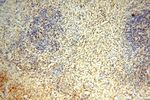 TEX11 Antibody in Immunohistochemistry (Paraffin) (IHC (P))