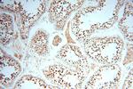 TEX11 Antibody in Immunohistochemistry (Paraffin) (IHC (P))