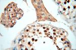 TEX11 Antibody in Immunohistochemistry (Paraffin) (IHC (P))