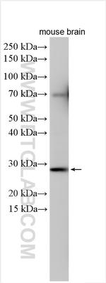 COQ10B Antibody in Western Blot (WB)