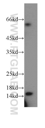 POLR2I Antibody in Western Blot (WB)