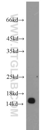 POLR2I Antibody in Western Blot (WB)