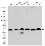 DZIP1L Antibody in Western Blot (WB)