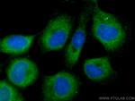 CALML3 Antibody in Immunocytochemistry (ICC/IF)