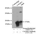 CALML3 Antibody in Immunoprecipitation (IP)