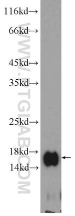 CALML3 Antibody in Western Blot (WB)