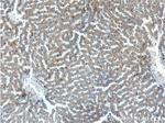 EFCAB1 Antibody in Immunohistochemistry (Paraffin) (IHC (P))