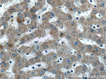 EFCAB1 Antibody in Immunohistochemistry (Paraffin) (IHC (P))