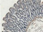 EFCAB1 Antibody in Immunohistochemistry (Paraffin) (IHC (P))