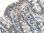 EFCAB1 Antibody in Immunohistochemistry (Paraffin) (IHC (P))