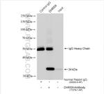 DHRSX Antibody in Immunoprecipitation (IP)
