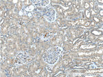 MT1M Antibody in Immunohistochemistry (Paraffin) (IHC (P))