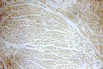 MYL7 Antibody in Immunohistochemistry (Paraffin) (IHC (P))