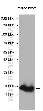MYL7 Antibody in Western Blot (WB)