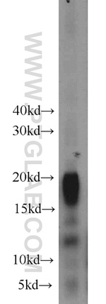 MYL7 Antibody in Western Blot (WB)