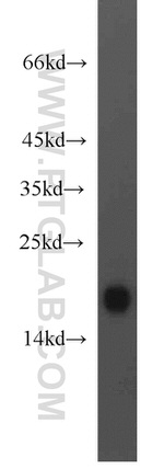 MYL7 Antibody in Western Blot (WB)