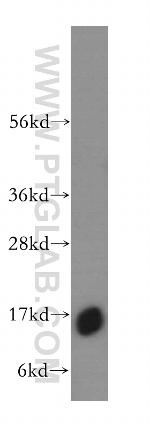 HBZ Antibody in Western Blot (WB)