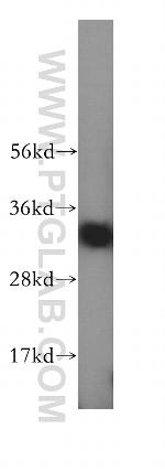 GIMAP7 Antibody in Western Blot (WB)