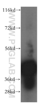 BXDC2 Antibody in Western Blot (WB)