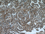 AGA Antibody in Immunohistochemistry (Paraffin) (IHC (P))