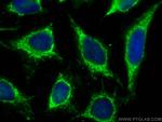 MRPL42 Antibody in Immunocytochemistry (ICC/IF)