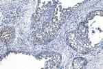 MRPL42 Antibody in Immunohistochemistry (Paraffin) (IHC (P))