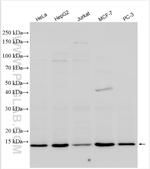MRPL42 Antibody in Western Blot (WB)