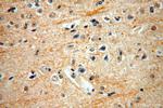 ENPP4 Antibody in Immunohistochemistry (Paraffin) (IHC (P))